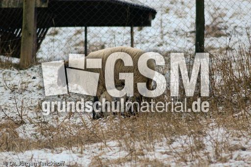 Schaf (27 von 61).jpg